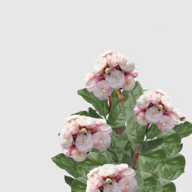 Rosales Floritismo - Bouquet Parfait de Lens Roses