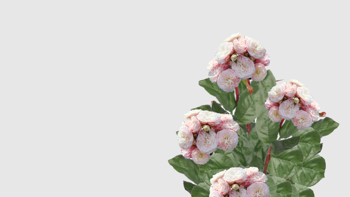 Rosales Floritismo - Bouquet Parfait de Lens Roses
