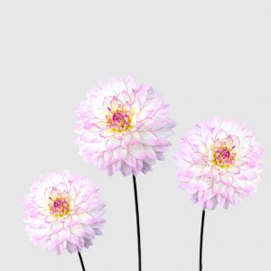 dalia crazy love flor mediana blanco rosa amarillo Floritismo