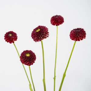 dalia Floritismo downham royal flor pompon burdeos violeta