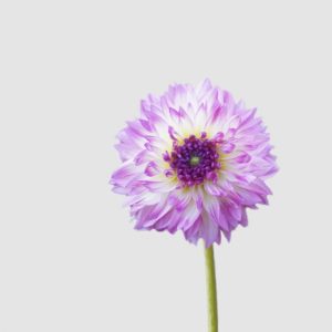 dalia Floritismo ferncliff illusion flor gigante blanca bordes lilas