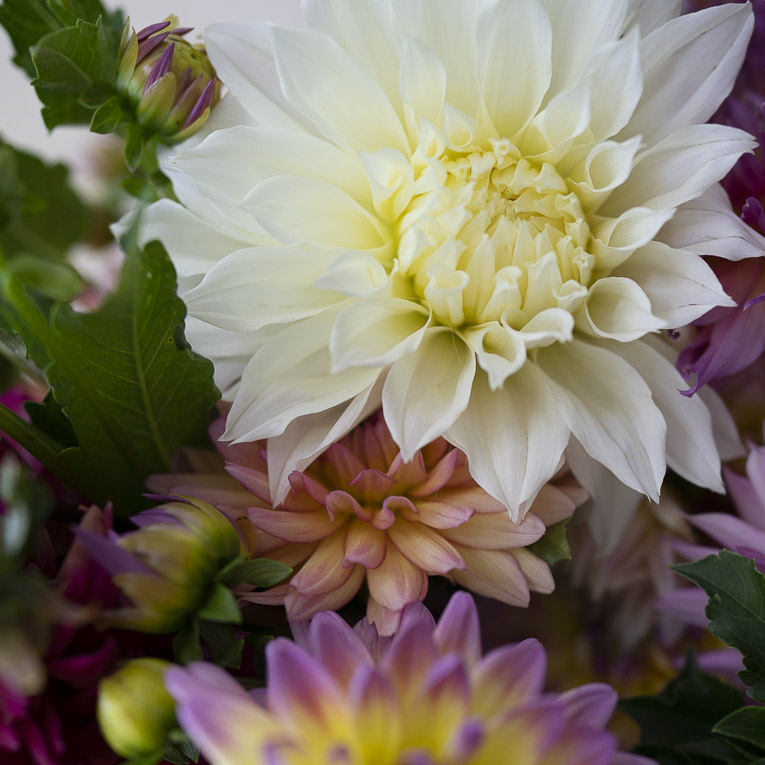 Dalia Fleurel | Bulbo de Dalia Gigante Blanca - Imagen 5