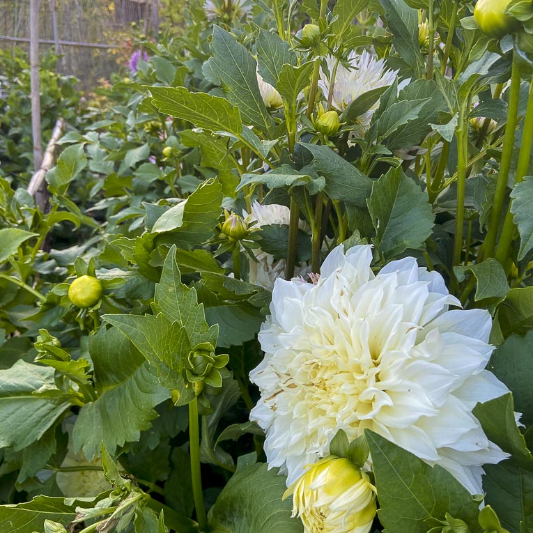 Dalia Fleurel | Bulbo de Dalia Gigante Blanca - Imagen 4