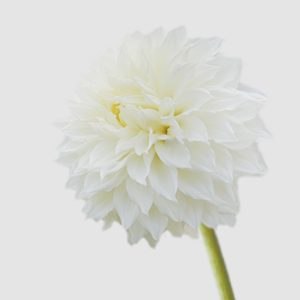dalia Floritismo fleurel flor gigante blanca