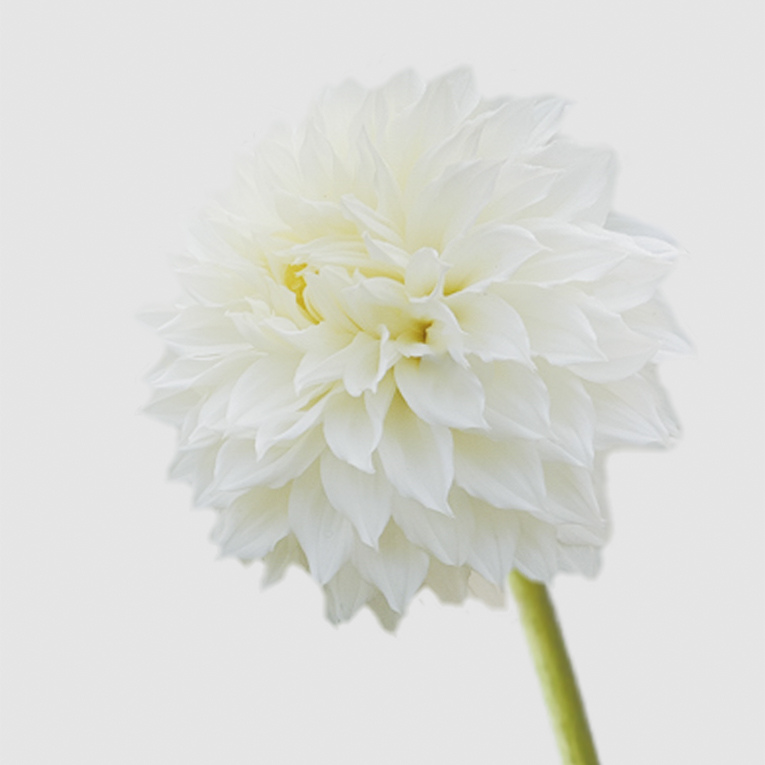 dalia Floritismo fleurel flor gigante blanca