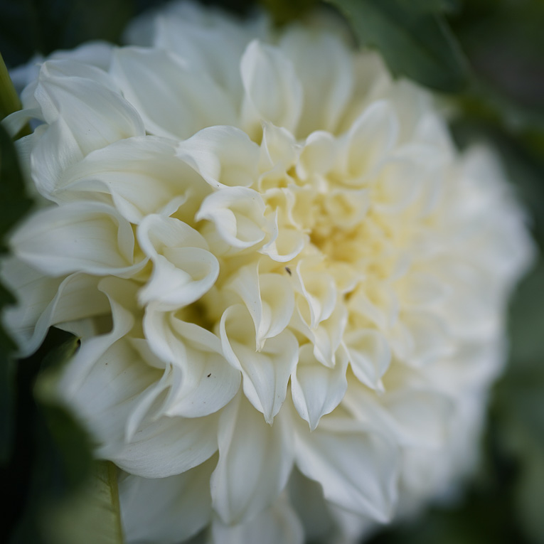 Dalia Fleurel | Bulbo de Dalia Gigante Blanca - Imagen 3