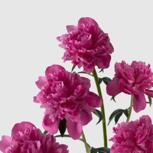 Raíz de Peonia - Alexander Fleming