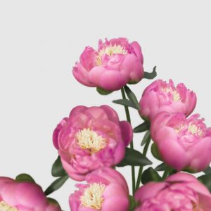 Raíz de Peonia - G F Hemerik