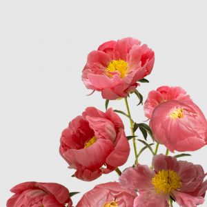 Raíz de Peonia - Coral Sunset
