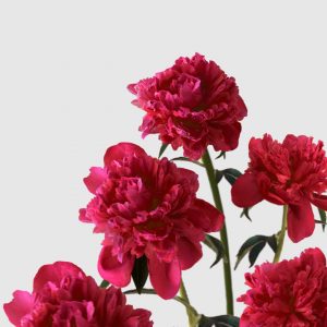 Raíz de Peonia - Karl Rosenfield