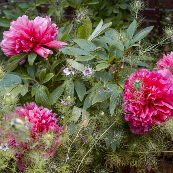 Raíz de Peonia - Karl Rosenfield - Imagen 3