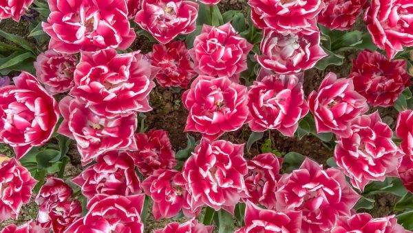 Bulbos de Tulipán Columbus - Imagen 7