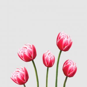 Tulipanes Columbus Deshilachados - Floritismo.jpg