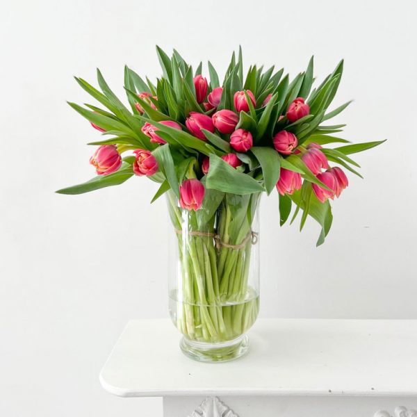 Bulbos de Tulipán Columbus - Imagen 4