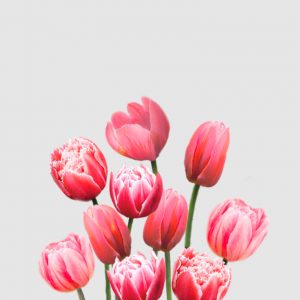 Bulbos de Tulipán - Selección Floritismo