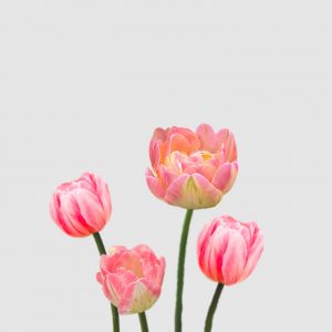 Bulbos de Tulipán Peonía