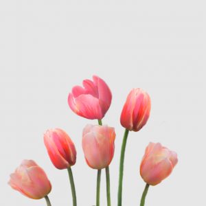 Bulbos de Tulipán Elegance